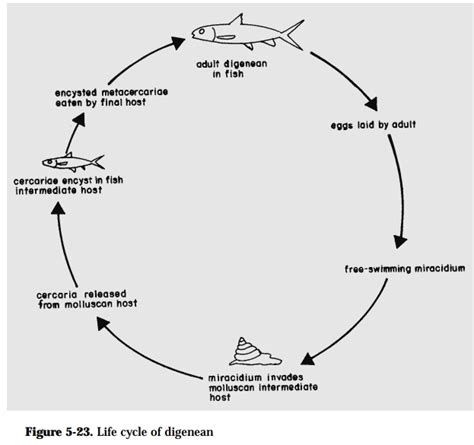 Life Cycle Patterns of Fish Parasites