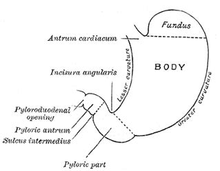 The Stomach - Human Anatomy