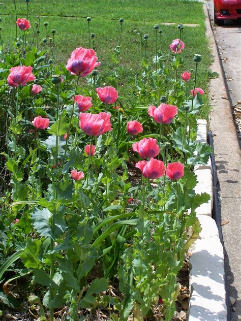 The Haphazard Gardener: Saving Poppy Seeds