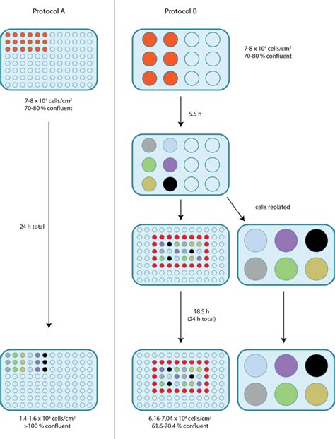 1: Comparison of luciferase assay protocols. Protocol A: Cells... | Download Scientific Diagram