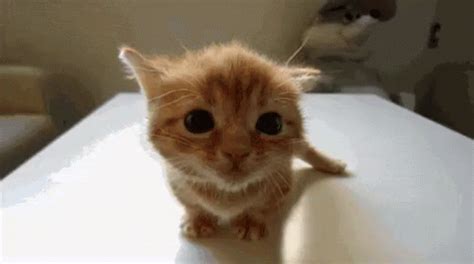 Cute Smile GIF - Cute Aww Cat - Discover & Share GIFs