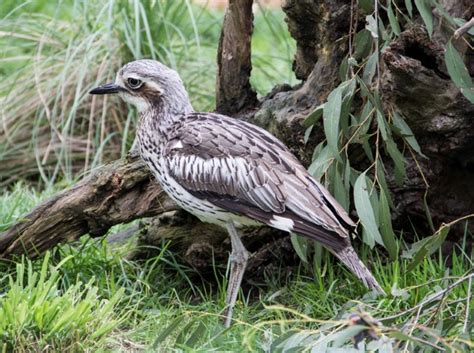 Rarest of the Rare Australian Birds at Moonlit Sanctuary