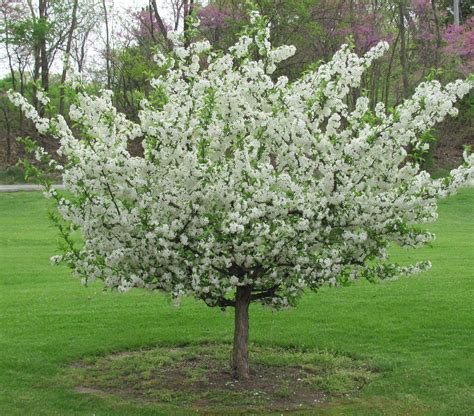 types of ornamental crabapple trees - Vehement Blogsphere Pictures Library