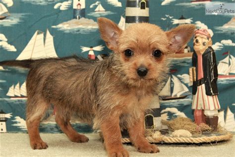 Chorkie 1: Chorkie puppy for sale near Oklahoma City, Oklahoma. | 65aee504-8c41