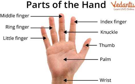 Hand Parts Names: Learn with Examples and Pictures for Kids