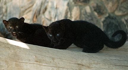 Black Panther Cubs | Arianna Paliiti | Flickr