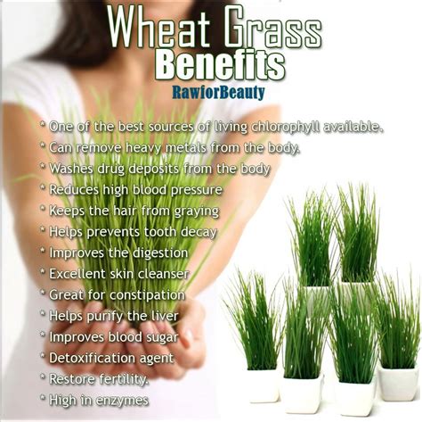 Healthy wheatgrass juice and juicer in India