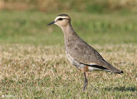 Endangered Animals: Sociable Lapwing