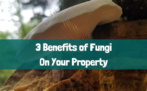 3 Benefits of Fungi on Your Property - Growing with Nature