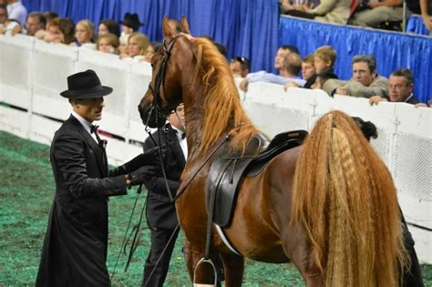 Pin by Jodi Day on Equine - Saddlebreed | American saddlebred, Saddlebred, Show horses