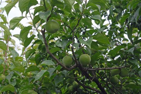 Prunus mume (Japanese Apricot) | North Carolina Extension Gardener Plant Toolbox