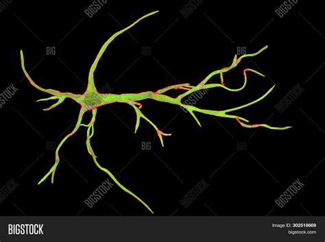 Astrocyte, Brain Glial Image & Photo (Free Trial) | Bigstock