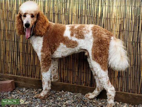 Red Parti Standard Poodle - Stud Dog in Eagle Creek Oregon , the United ...