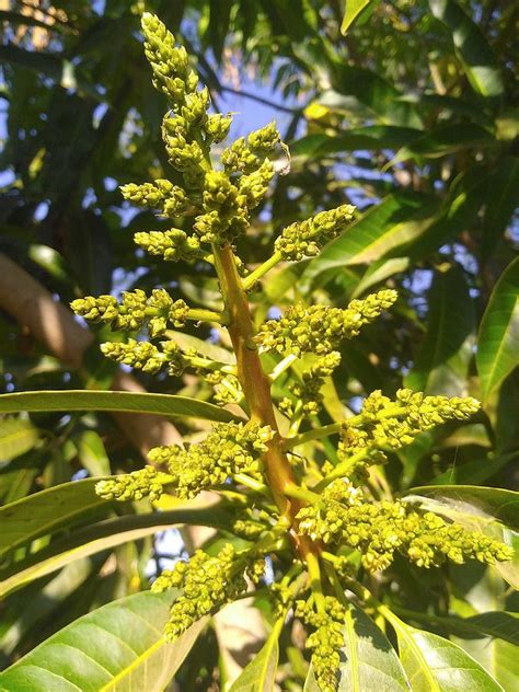 Mango Flower Photograph by Joseph Lishomwa - Pixels