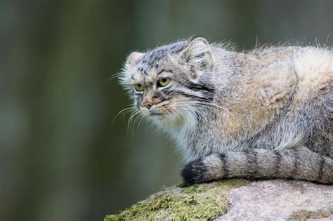 Premium Photo | Gorgeous 4k image of a lynx cat cub amidst the winter ...