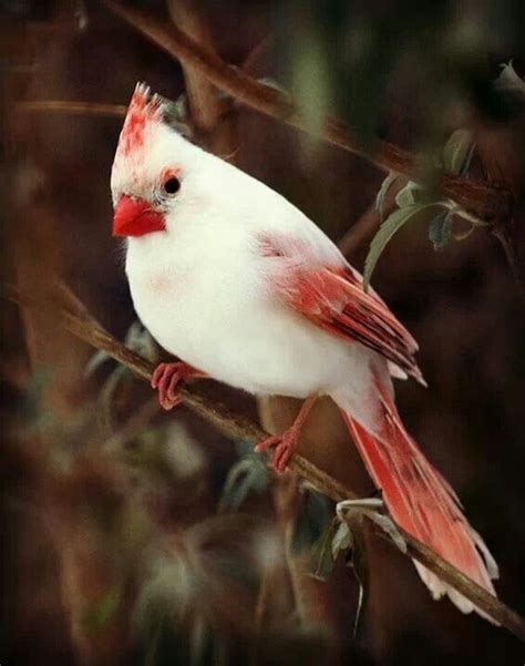 albino cardinal 3 | Albino animals, Animals beautiful, Pretty birds