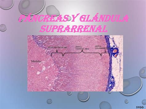 HISTOLOGÍA DEL PÁNCREAS Y GLÁNDULA SUPRARRENAL | Medicina | Histología ...