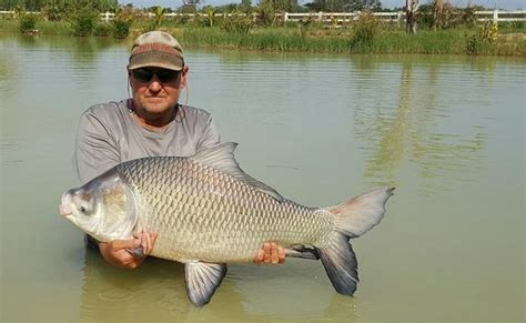 Thai Freshwater Fish Species – Catla Catla (Indian) Carp | Lek's Fishing Park Udon Thani ...