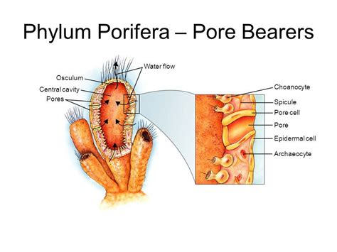 Phylum Porifera - is the Phylum of sponges. They are pore bearers which ...