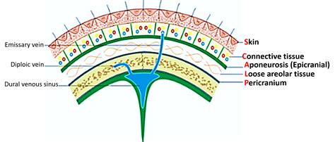 Scalp - Layers, Arterial and Nerve Supply, Applied Aspects