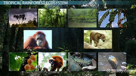 [最も共有された！ √] basic amazon rainforest food web 115839-What is a food web in the rainforest