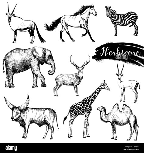 Set of sketch style hand drawn herbivore animals. Vector illustration isolated on white ...