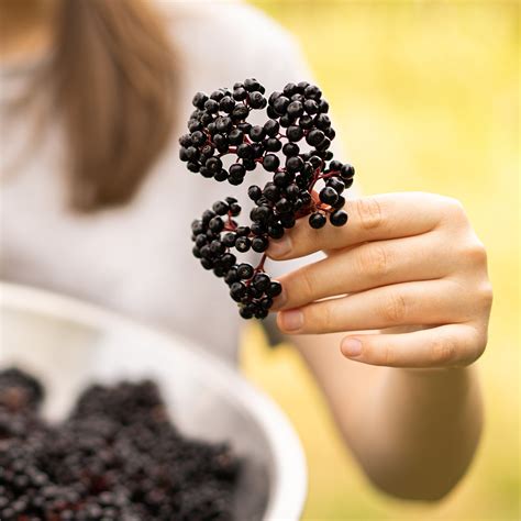 Organic Elderberries: A Secret Ingredient for Creative Cooks