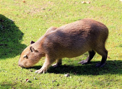 Capybara Facts, Diet, Habitat, Lifespan, as Pets, Pictures