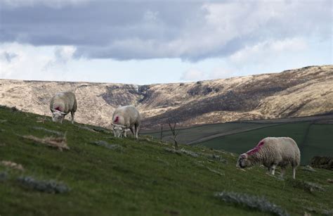 How the post-Brexit trade deal will affect British farmers – EURACTIV.com