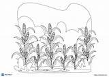 14 Free corn coloring Pages PDF  ESL Vault sketch template
