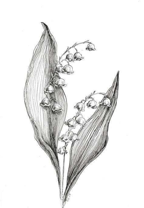 Lily of the Valley Print, Lily of the Valley Drawing, Lily Sketch Art, Lily Flower Art, Flower ...