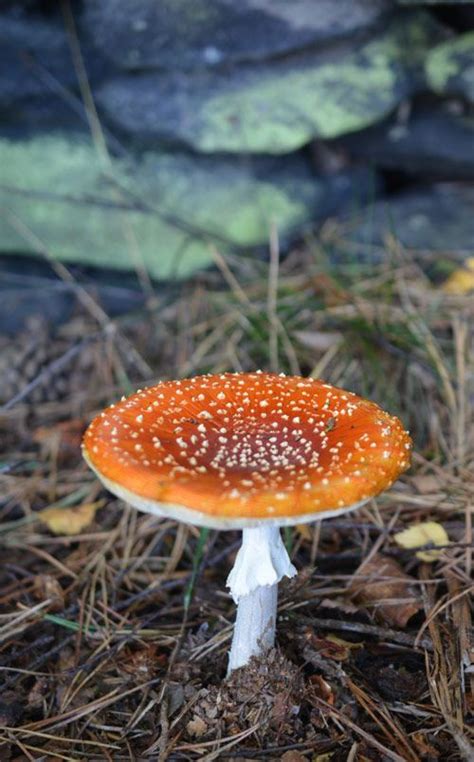 Bizarre but true; reindeer consume Fly Agaric and become intoxicated on ...