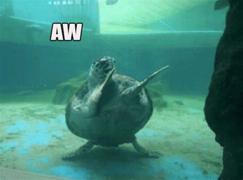 Happy Birthday Animal Excited Dancing Turtle GIF | GIFDB.com