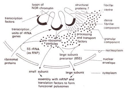 Nucleolus | Physical Basis of Heredity The Nucleus and the Chromosome