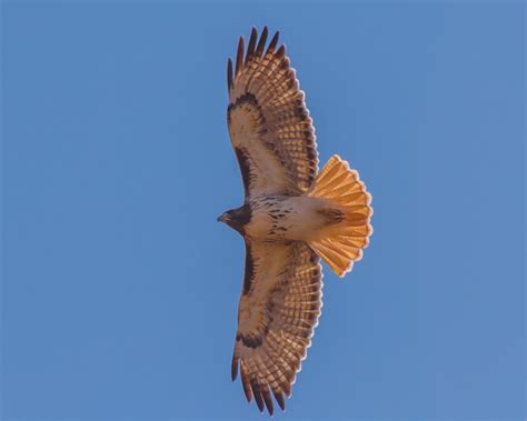 eBird Checklist - 23 Nov 2019 - Palo Duro Canyon SP (PHP 040) - 19 species