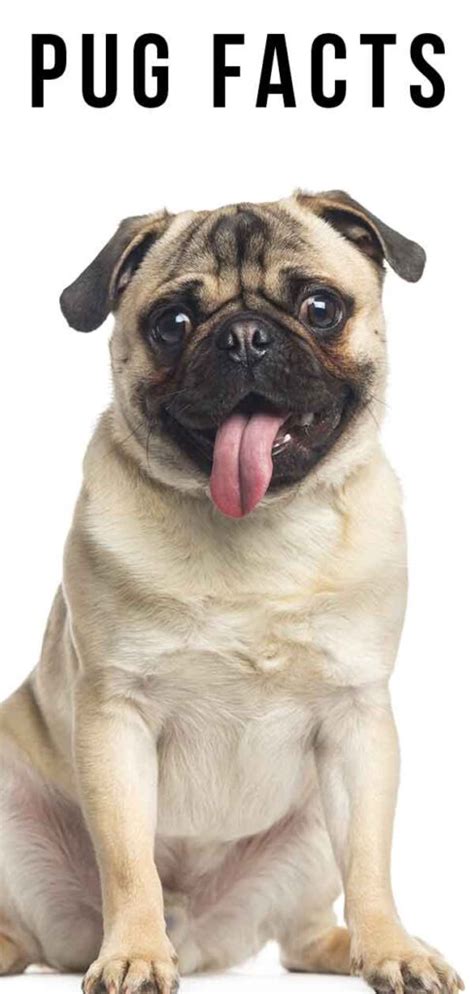 22 Pug Facts - How Well Do You Really Know Your Favorite Dog? - The ...