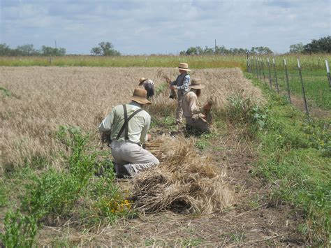 The Sifford Sojournal: Wheat 2015 - Update II