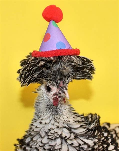 Happy Birthday Chicken | Happy birthday chicken, Fabulous birthday, Happy birthday meme