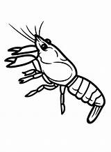 Crawfish Coloring Pages Printable For Free Download sketch template