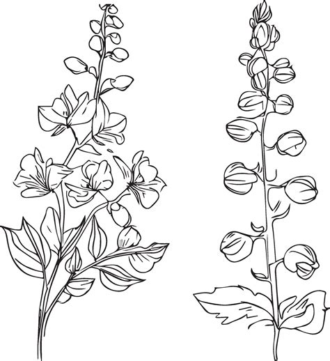 delphinium tattoo black and white, pencil delphinium drawing, July Birth Flower Larkspur Drawing ...