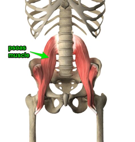 The Psoas Muscle - Yoga Anatomy