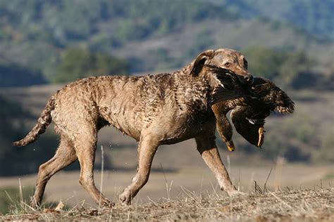 A Large Breed Of Dogs Chesapeake Bay Retriever