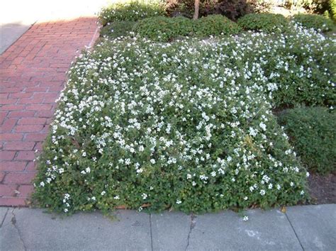 Trailing Lantana Ground Cover - ground cover is best