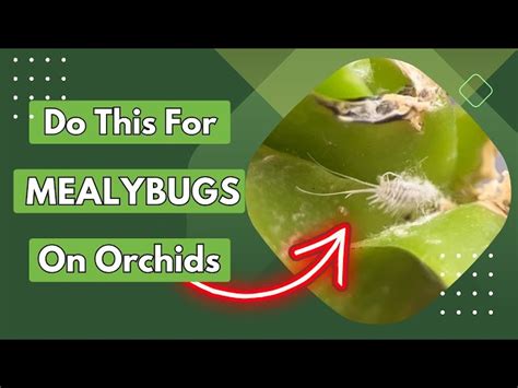 How to deal with Mealybugs on Orchids - YouTube - Clip Art Library