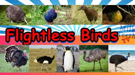 Examples Of Flightless Birds