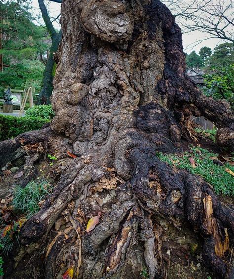 Ancient tree at the forest stock image. Image of forest - 96299907