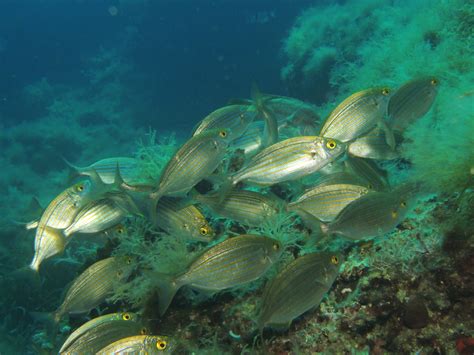 Snorkeling | Porto San Paolo Dive Center a.s.d.