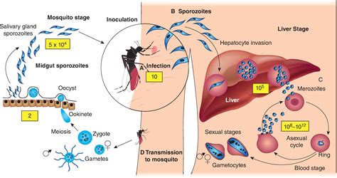 Malaria Vaccines - Clinical Tree