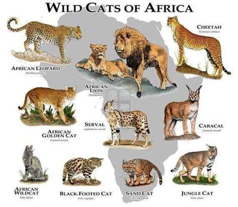 WILD CATS OF AFRICA | African cats, Wild cat species, Wild cats