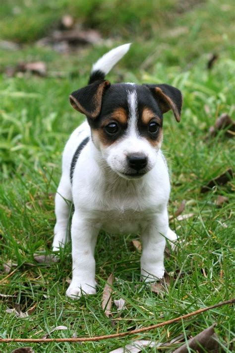 Cute Short Legged Jack Russell Terrier Puppies Pictures | Jack russell puppies, Jack russell ...